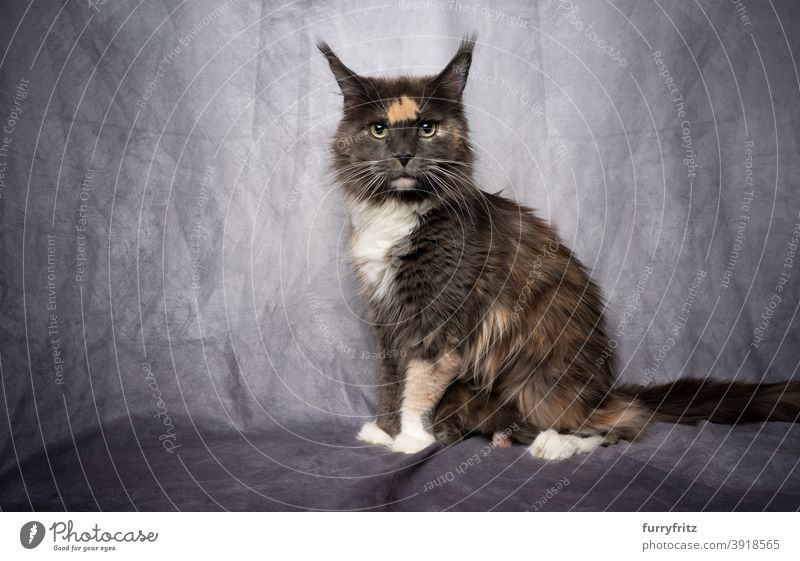 calico maine coon Katze mit Kätzchen versteckt unter flauschigen Fell fluffig katzenhaft Rassekatze Langhaarige Katze maine coon katze Haustiere Katzenbaby