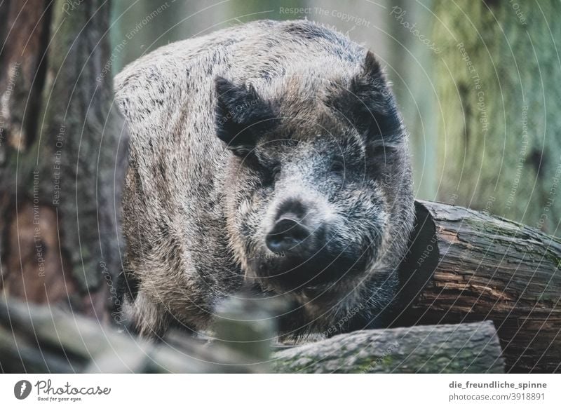 Wildschwein im Wald Schwein Tier Wildtier Sau Säugetier Ferkel Tierporträt Schnauze Menschenleer dreckig Außenaufnahme Bauernhof Nutztier Landwirtschaft grunzen