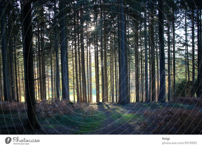 Licht am Ende des Waldes - Sonnenlicht scheint in den dichten Fichtenwald und wirft Schatten Baum Sonnenschein Gegenlicht Herbst Natur Außenaufnahme Farbfoto