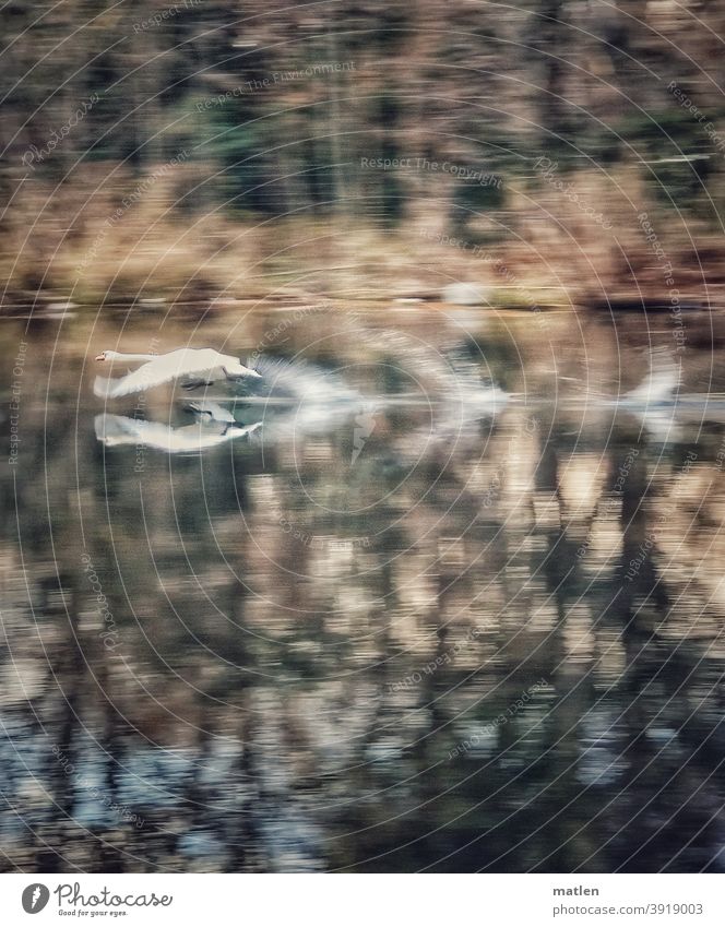 Schwieriger Start eines Schwans Teich Bäume Flügelschlag fliegen Vogel Menschenleer Außenaufnahme Wildtier Tag Farbfoto Mobil