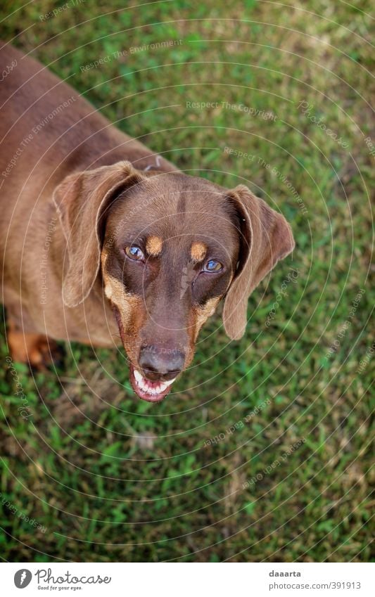 Hausgeist Leben Pflanze Tier Sonnenlicht Sommer Schönes Wetter Garten Park Wiese Feld Wald Hügel Haustier Hund Tiergesicht Dackel 1 atmen Feste & Feiern