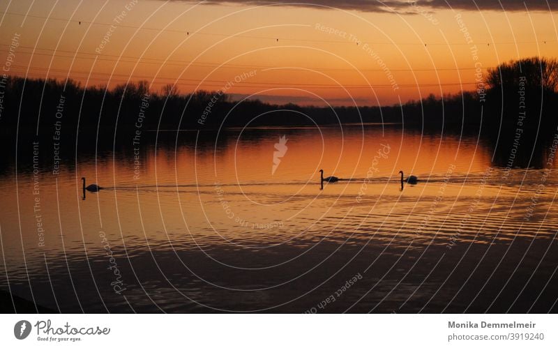 Schwäne im Sonnenuntergang Schwan Wasser Vogel Tier Feder weiß schön elegant Im Wasser treiben Schwimmen & Baden Natur Außenaufnahme Reflexion & Spiegelung