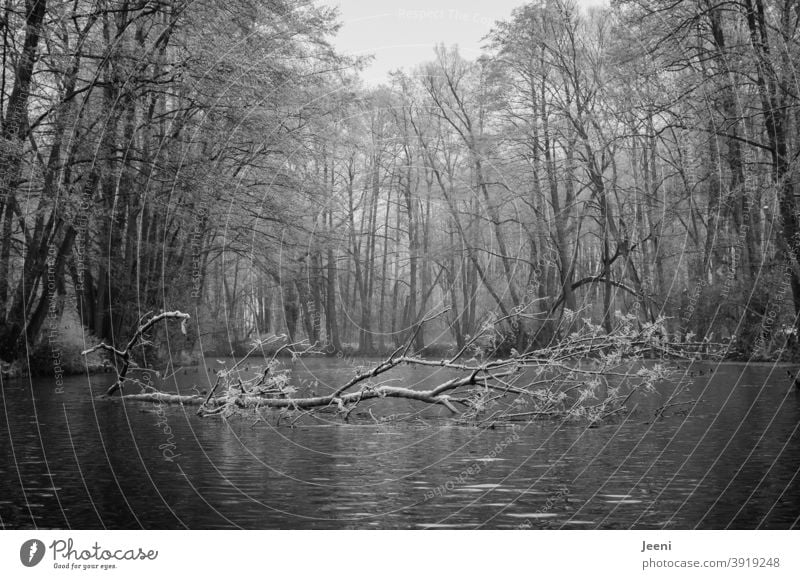 Es fließt ganz ruhig Baum Wasser Fluss Winter Frost kalt Eis See frieren Natur Idylle gefroren Landschaft weiß Wald Jahreszeiten Winterstimmung Bäume Wintertag