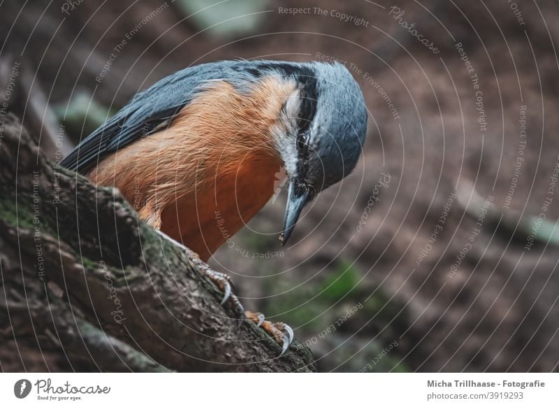 Kleiber auf Futtersuche Sitta europaea Tiergesicht Kopf Auge Schnabel Flügel Feder gefiedert Krallen beobachten Blick Vogel Wildtier Baum Baumstamm nah