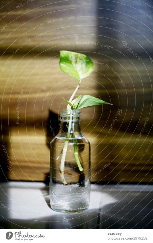 Flaschenvasenpflanze Raum Vase Pflanze Dekoration & Verzierung Farbfoto Schattenspiel Glas Stillleben Haus Tag grün Einfachheit Hintergrund Textfreiraum Blühend