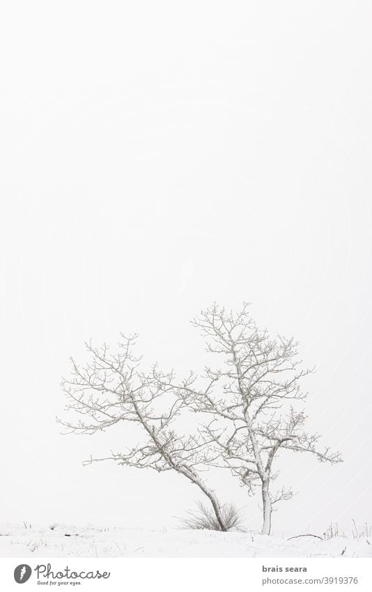 Wald in verschneiter Landschaft, Galicien, Spanien. Schnee Winter wild Schneesturm Meteorologie Wetter Winterlandschaft Berge u. Gebirge neblig