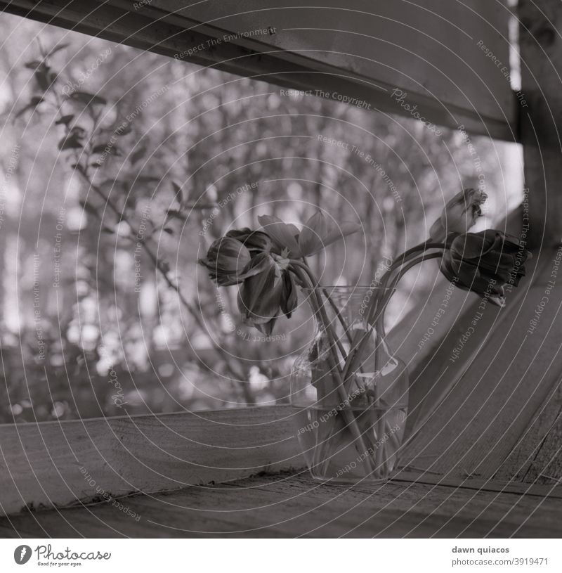 Blumen in einer Vase auf einer Fensterbank mit Bäumen und Laub im Hintergrund Natur Naturliebe Naturerlebnis Umwelt Landschaft Tag Menschenleer