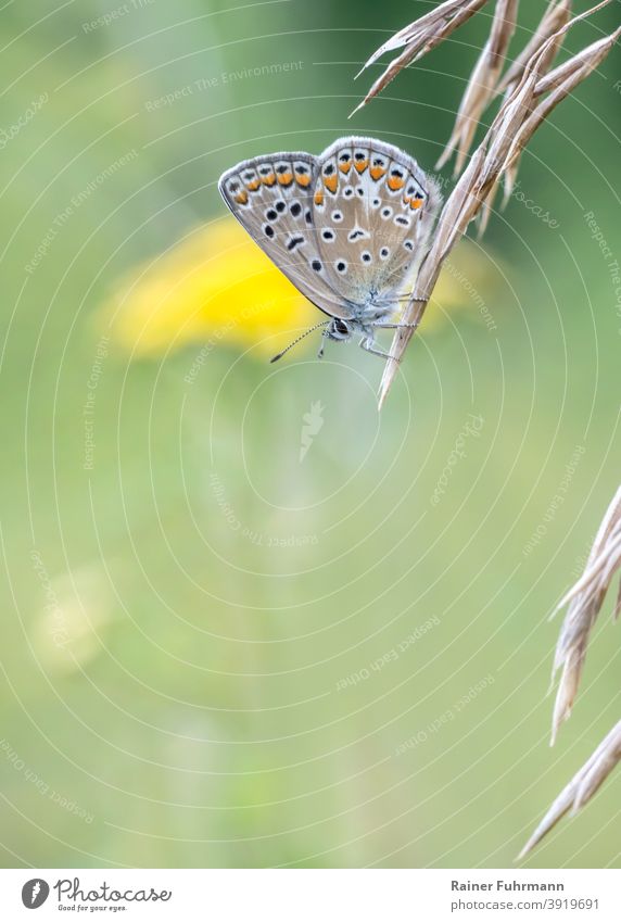 Ein kleiner Schmetterling sitzt auf einer Grasrispe. Im grünen Wiesenhintergrund blühen gelbe Blumen. Hauhechel-Bläuling Polyommatus icarus Falter Natur