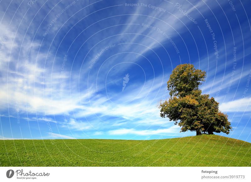 Freistehender Baum verwurzelt Gras Pflanzen Ast Zweig Stamm Baumstamm Umwelt Natur Naturschutz natürlich Botanik botanisch fotoping freigestellt Freisteller