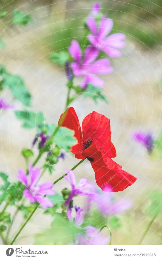 und ewig blüht der Mohn Klatschmohn rot Blume Blühend leuchten Mohnblüte Euphorie Wiese grün Farbe Blumenwiese sommerlich Optimismus Kontrast wachsen