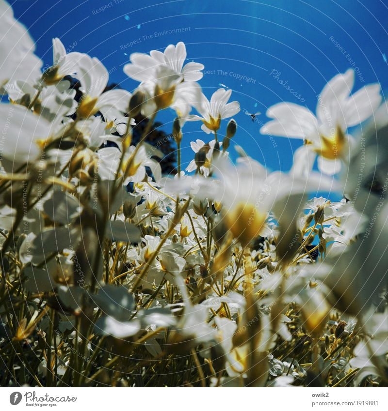 Lauter Blumen Schönes Wetter Himmel Menschenleer Textfreiraum oben Blühend Detailaufnahme Nahaufnahme Außenaufnahme Farbfoto Idylle Hoffnung Leben Pflanze Natur