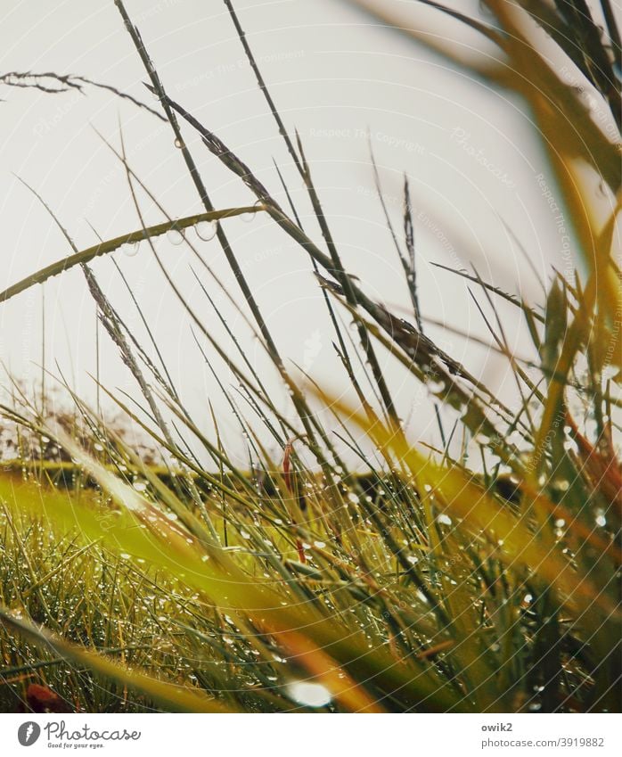 Lauter Halme Gras Nahaufnahme klein schemenhaft Außenaufnahme Detailaufnahme Schwache Tiefenschärfe durcheinander grün frisch Idylle draußen filigran Grashalme