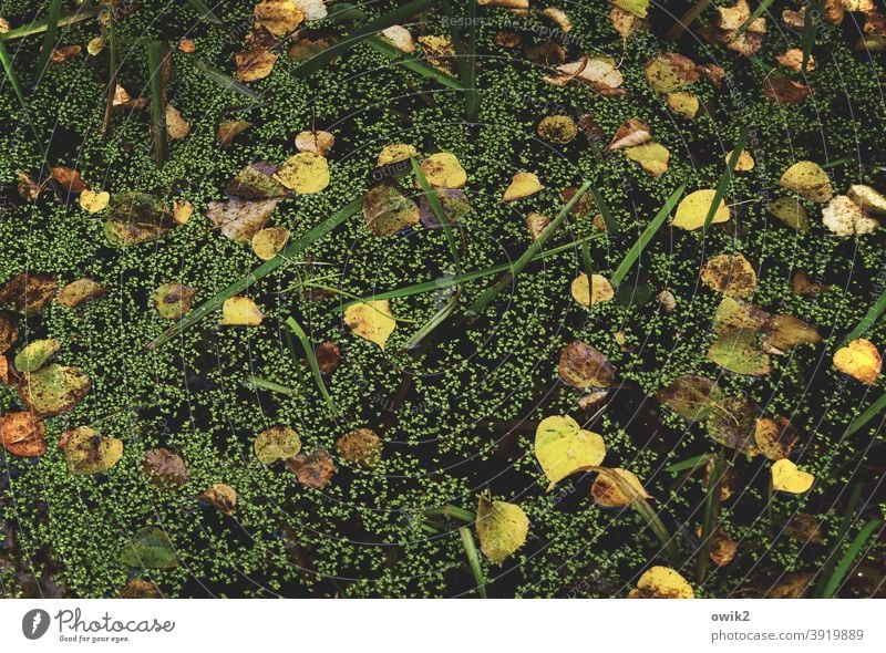 Weiher Teich See Wasser Wasseroberfläche Herbst Blatt schaukeln viele Farbfoto mehrfarbig Laubblätter Außenaufnahme Nahaufnahme Detailaufnahme herbstlich