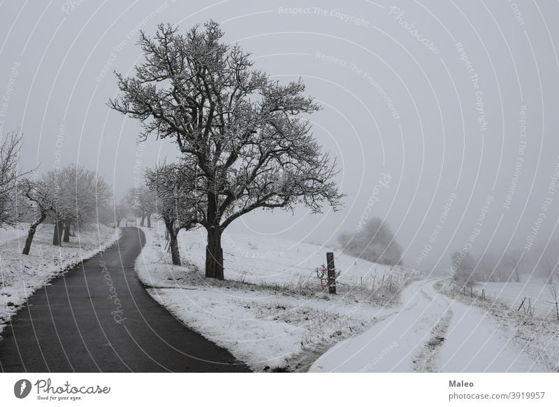 Winterlandschaft mit Bäumen in weißen Schnee bedeckt Alp Gegend Hintergrund schön Schönheit Schneesturm Klima kalt Land Deckung Tag Umwelt märchenhaft Flora