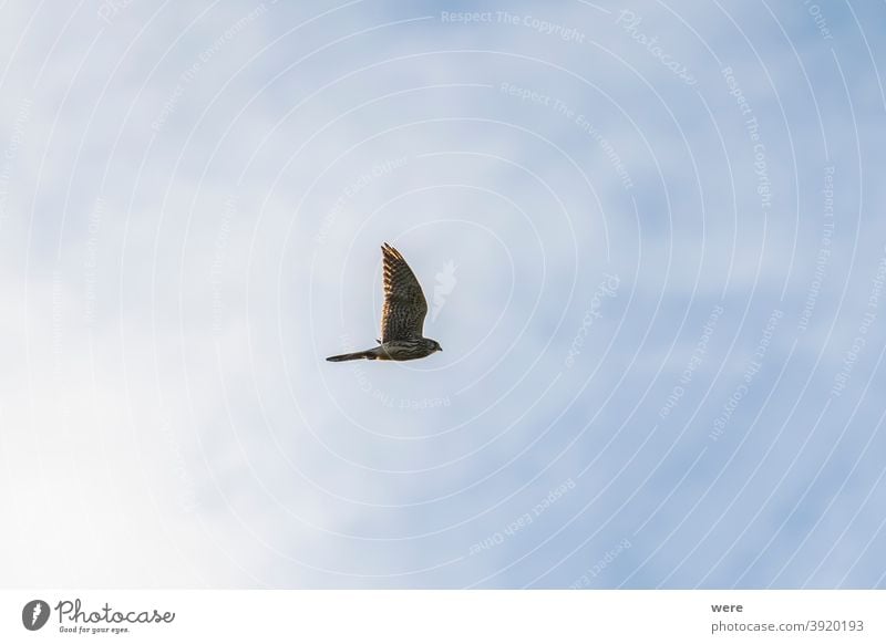 Habicht im Flug gegen leicht bewölkten Himmel Blasenfußkrebs (Accipiter gentilis) Habichte Tier Vogel Greifvogel bewölkter Himmel Textfreiraum Falknerei Federn