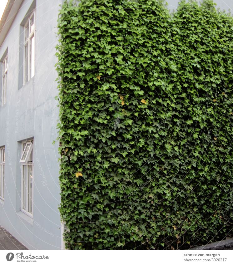 weiß grün in island efeu natur blatt ranken Pflanze Farbfoto Außenaufnahme Tag Menschenleer Grünpflanze Licht haus fenster Mauer Fassade