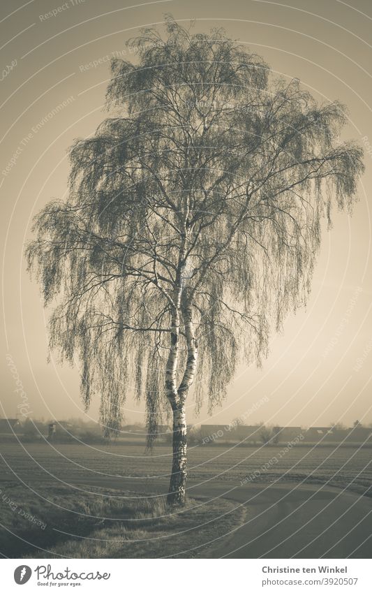 Kahle Birke im Winter. Einzelstellung an einem Weg inmitten von Feldern. Im Hintergrund sind Häusersilhouetten zu sehen. Diesiges Wetter,  Vintage Farben, monochrom