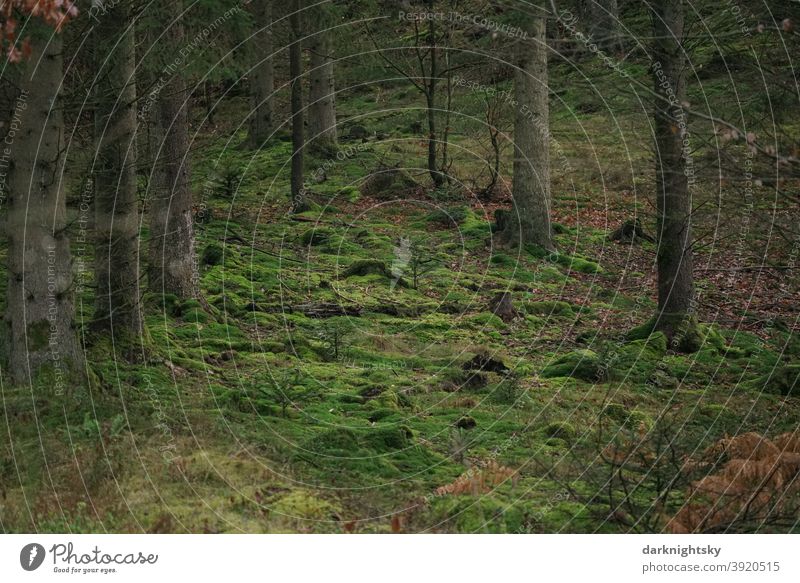 Wald aus Fichten zur winterlichen Jahreszeit ohne Schnee und mit Moos bedecktem Boden. Zentralperspektive Starke Tiefenschärfe Tag Textfreiraum unten