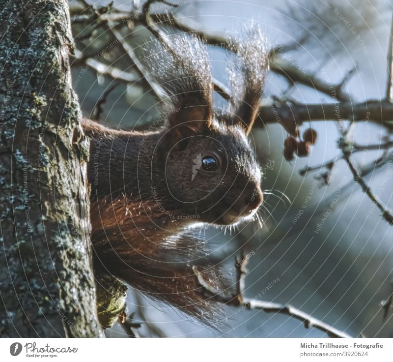 Eichhörnchen im Sonnenschein Sciurus vulgaris Tiergesicht Kopf Auge Nase Ohr Maul Krallen Schwanz Fell Nagetiere Wildtier Natur Baum Sonnenlicht Schönes Wetter