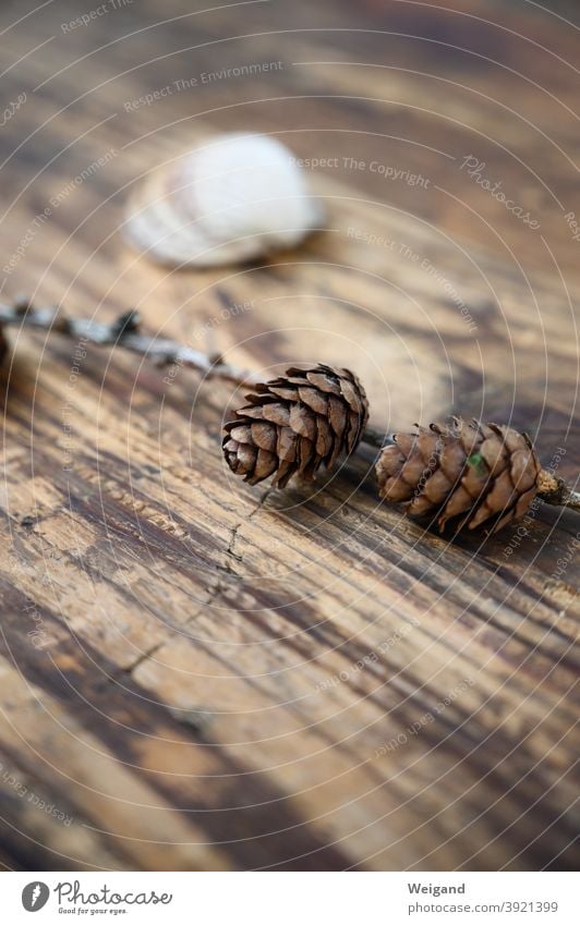 Tannenzapfen Trauer Ruhe Meditation Winter Herbst Tod Depression Traurigkeit Natur ruhig Einsamkeit Hoffnung Gedeckte Farben Vergänglichkeit dunkel