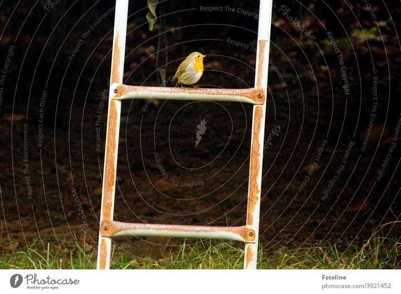 Einsame Weihnachten - oder ein kleines Rotkehlchen sitzt auf der obersten Sprosse einer Leiter und schaut sich um. Vogel Tier Außenaufnahme Natur Farbfoto 1