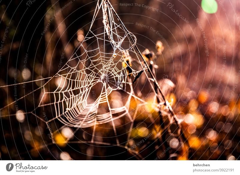 spinne am morgen Spinne Spinnennetz Natur Sonnenlicht Sonnenaufgang Wiese Garten Zweige u. Äste Blume Feld Licht Gegenlicht verträumt spinnenweben Kunstwerk