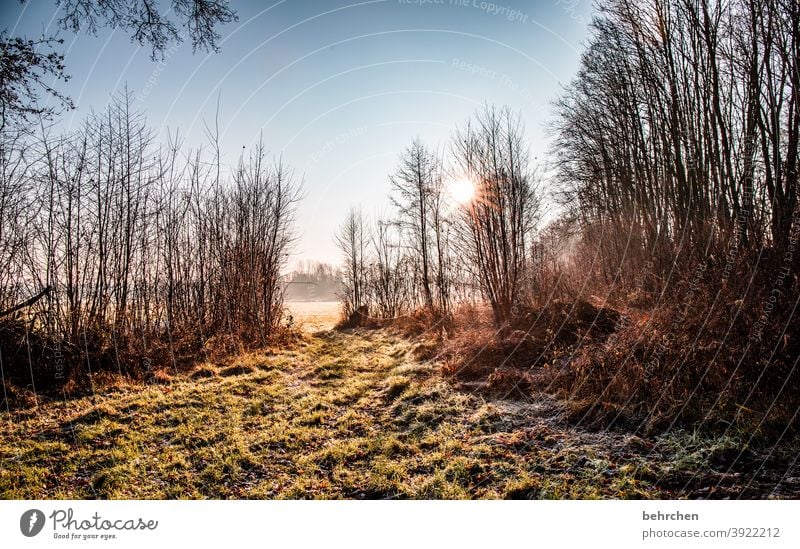 idylle Herbstlandschaft Blätter Herbstwetter fallende Blätter Sonnenlicht Kontrast Licht Außenaufnahme Farbfoto schön fantastisch Wald Sträucher Blatt Baum