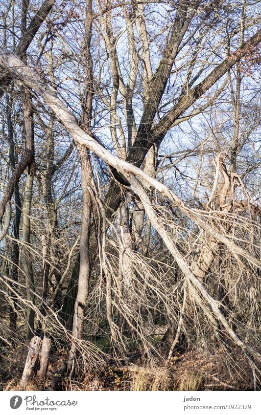 kein ausweg. Bäume kreuz und quer Außenaufnahme Strukturen & Formen abstrakt Menschenleer diagonal Urwald Natur Naturschutzgebiet Streifen Muster umfallen