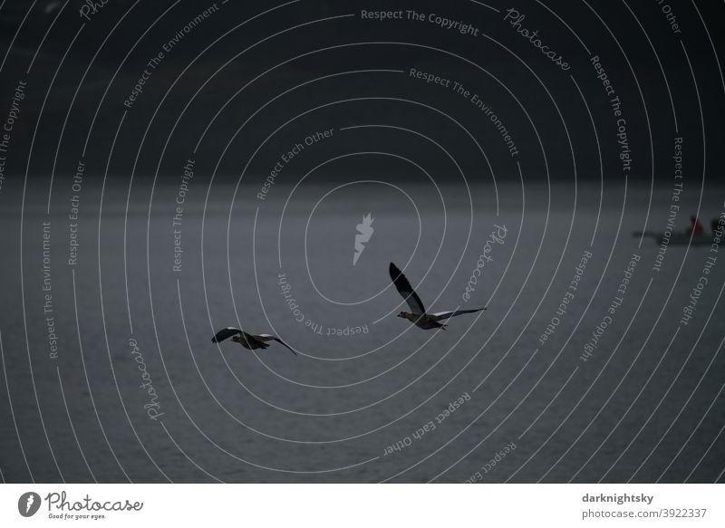 Zwei fliegende Nilgänse (Alopochen aegyptiaca) über dem Biggesee und Fischerei Nilgans (Alopochen aegyptiaca) Wasser Flucht Sauerland Invasive Arten Aves