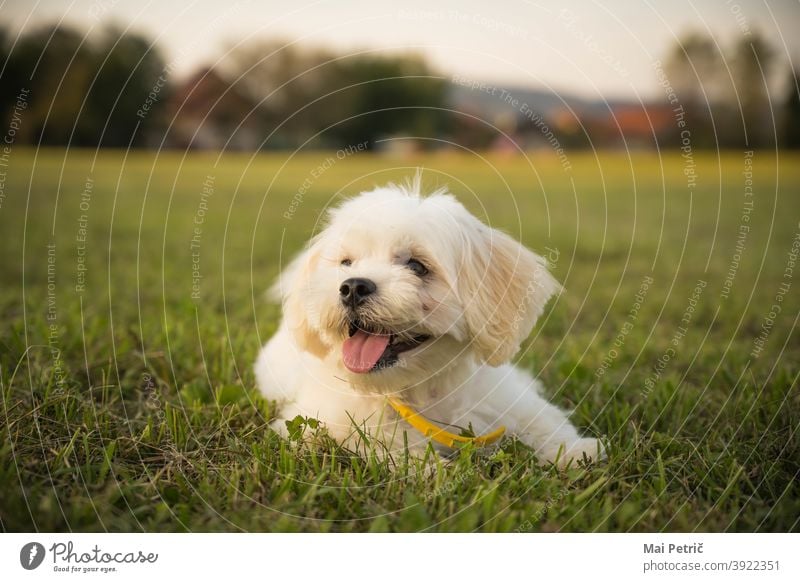 Süßer Hund niedlich Niedlichkeit Gras Baby Tierjunges Farbfoto Haustier Welpe Tiergesicht Tierporträt Tag