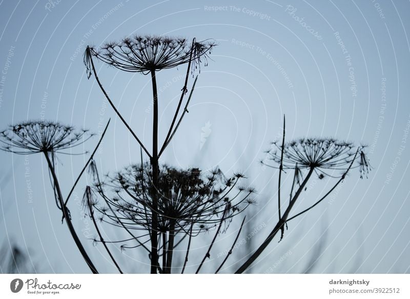 Riesen Bärenklau zur Winter Zeit, Heracleum mantegazzianum neophyten Riesenbärenklau Riesen-Bärenklau Silhouette Land Detail Pföanzen invasive giftige