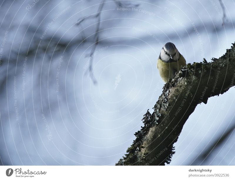 Blaumeise auf einem Ast einer Buche sitzend und in die Kamera blickend, Cyanistes caeruleus. Vogel Natur blau Baum Meise Umwelt Tierporträt Avifauna aves Winter