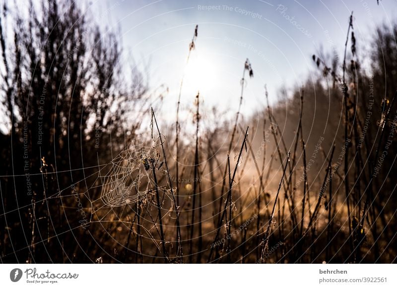 erwachen | alles neu macht der mai Himmel Blatt Sträucher Pflanze Baum Kontrast Sonne Landschaft Umwelt Farbfoto Außenaufnahme Idylle Ruhe Spinne Spinnennetz