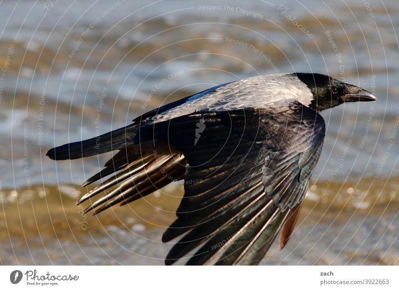 Jetzt aber schnell weg... Rabe Krähe Vogel fliegen Tier Flug Flügel Wasser elegant schwarz Rabenvogel Meer