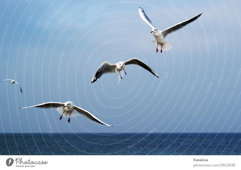 Perfekt für das Studium des Fliegens - oder Möwen fliegen durch die Luft vor einem blauen Himmel über dem Meer. Vogel Freiheit Flügel Feder Luftverkehr Lachmöwe