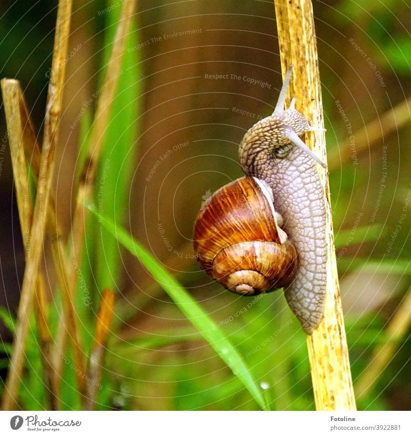 Klettertraining - oder eine Weinbergschnecke kriecht an einem trockenen Halm nach oben Schnecke Schneckenhaus Tier Natur Nahaufnahme Außenaufnahme Farbfoto