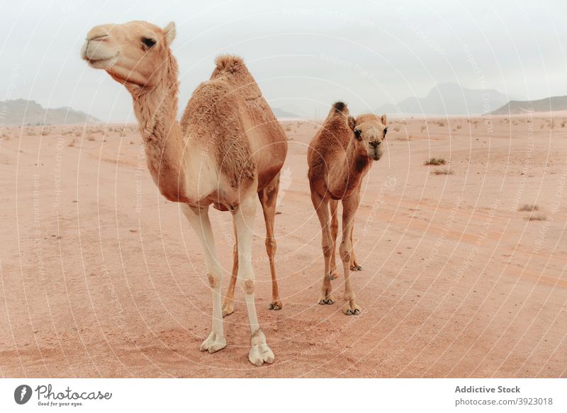 Wilde Kamele stehen in der Wüste Camel wüst wild Sandstein Tal Tier Fauna Lebensraum trocknen Wadi Rum Jordanien Boden Natur Landschaft Gelände Umwelt trocken