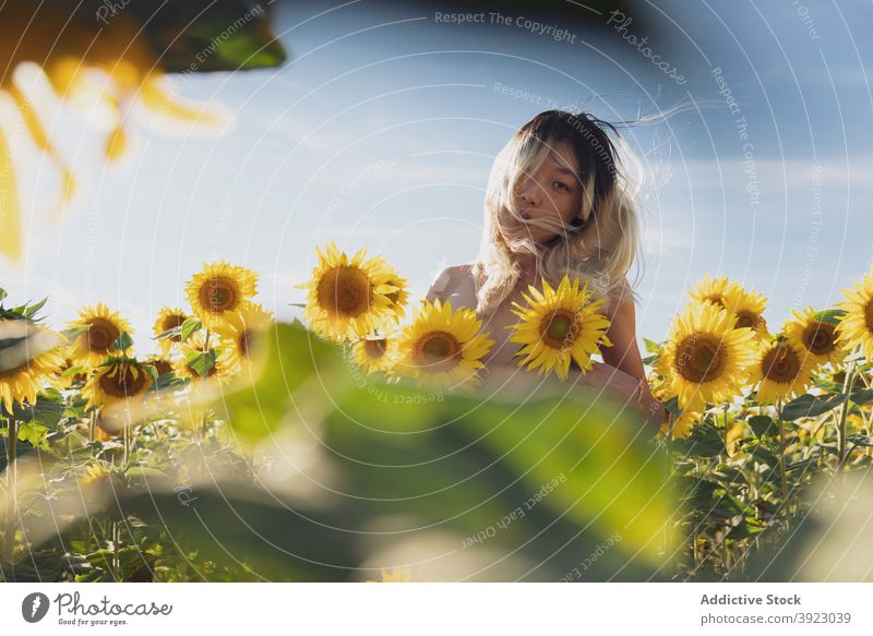 Ethnische Frau mit nacktem Körper steht in Sonnenblumenfeld Feld schlank oben ohne Windstille Blume Blütezeit Sommer ethnisch asiatisch Natur gelb erotisch