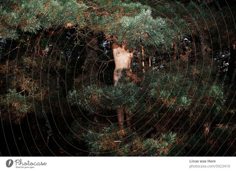 Diese Wälder werden von wilden und nackten Mädchen durchstreift. Ein perfektes Mädchen mit einem perfekten Körper versteckt sich hinter einem Baum. Dieser Wald ist definitiv ein schöner Ort zu sein.