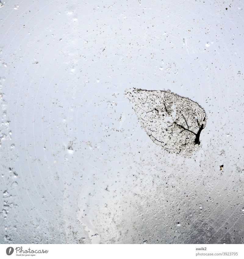 Abgeblättert Blatt Glasscheibe nass nah durchscheinend schemenhaft anhaften klein durchsichtig Herbstlaub kleben Vergänglichkeit Textfreiraum rechts Unschärfe