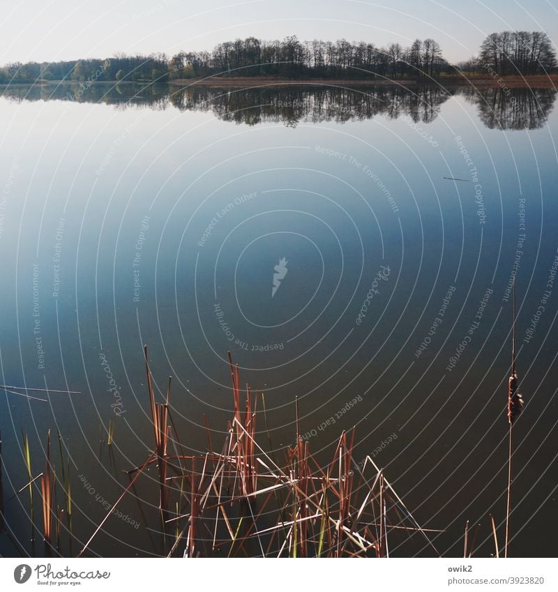 Spiegelfläche Seeufer Reflexion & Spiegelung Natur Schönes Wetter Umwelt friedlich Idylle Farbfoto Außenaufnahme Wasser Menschenleer ruhig Kontrast Totale