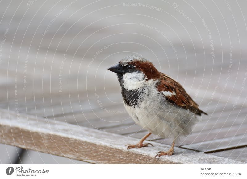 Wo ist mein Schwanz? Umwelt Natur Tier Wildtier Vogel 1 braun grau Spatz sitzen Farbfoto Außenaufnahme Menschenleer Textfreiraum oben Tag Schwache Tiefenschärfe