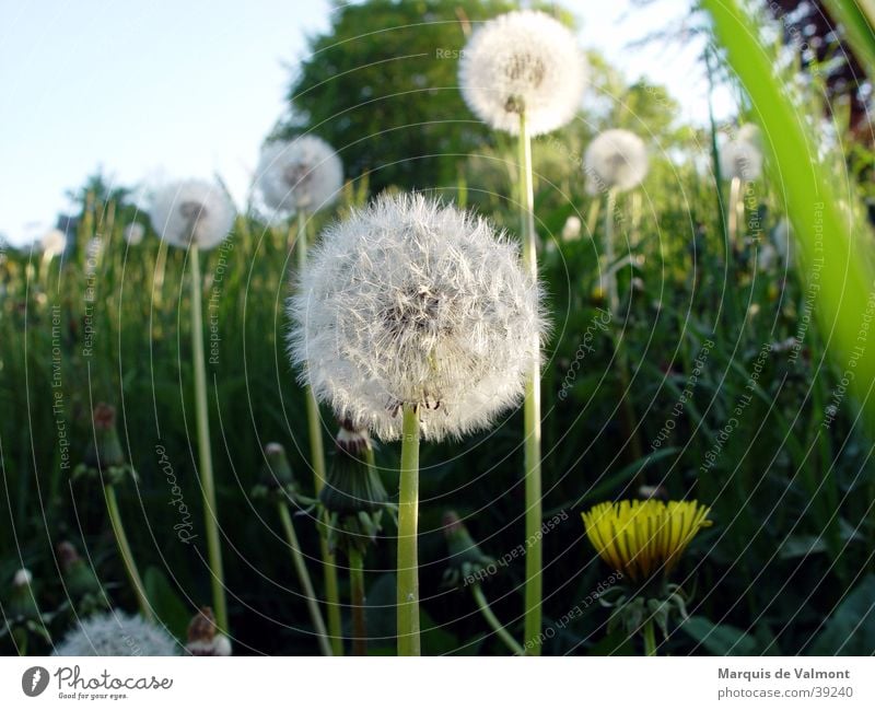 warten auf den windstoß... Löwenzahn Wiese Gras Sommer Sonnenstrahlen Licht grün Nahaufnahme Abend dandelion meadow grass sunbeams light evening