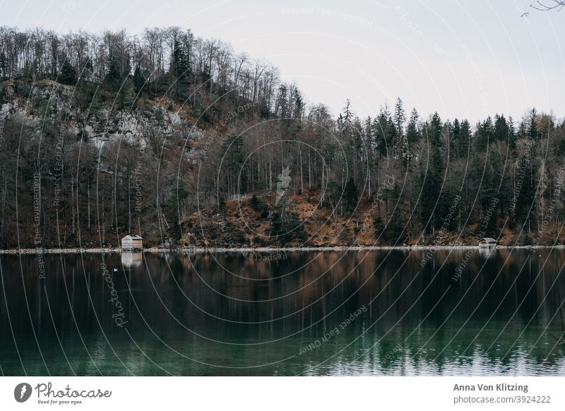 Alpsee im Winter Seehaus Nadelwald Nadelbaum Herbst kahle Bäume Hütte Wald Baum Natur Außenaufnahme Farbfoto Menschenleer Tanne kalt Holzhaus Einsam