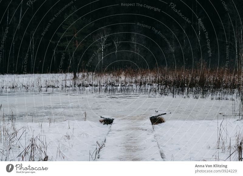 Zugefrorener See Winter zugefrorener see eis kalt Steg Schnee frieren Schilf Frost Natur Landschaft Seeufer Menschenleer ruhig weiß Umwelt Außenaufnahme Baum