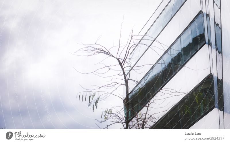 Fassade eines Bürogebäudes, kahle Äste und grauer Himmel Herbst Zweige u. Äste Baum Außenaufnahme Menschenleer Farbfoto Ast Geäst herbstlich Herbstlaub trist