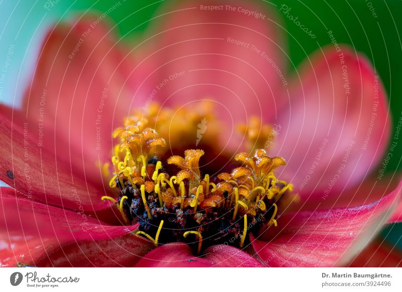 Rote Zinnienhybride Zinnia Blütenstand blühen Korbblütler Asteraceae Sommerblüher Zierpflanze Hybride Sorte Züchtung rot