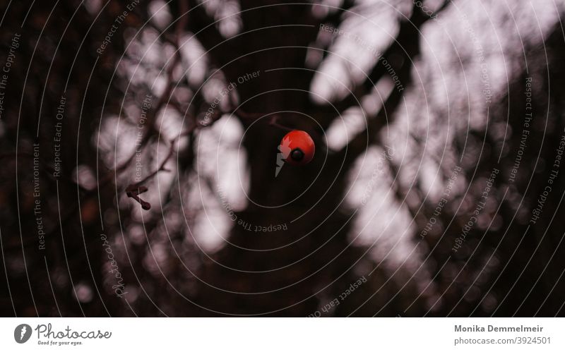 Düstere Natur Hagebutte Pflanze rot Außenaufnahme Farbfoto Menschenleer Blatt Tag Umwelt Sträucher Hagebutten Wildpflanze Detailaufnahme Winter trist düster