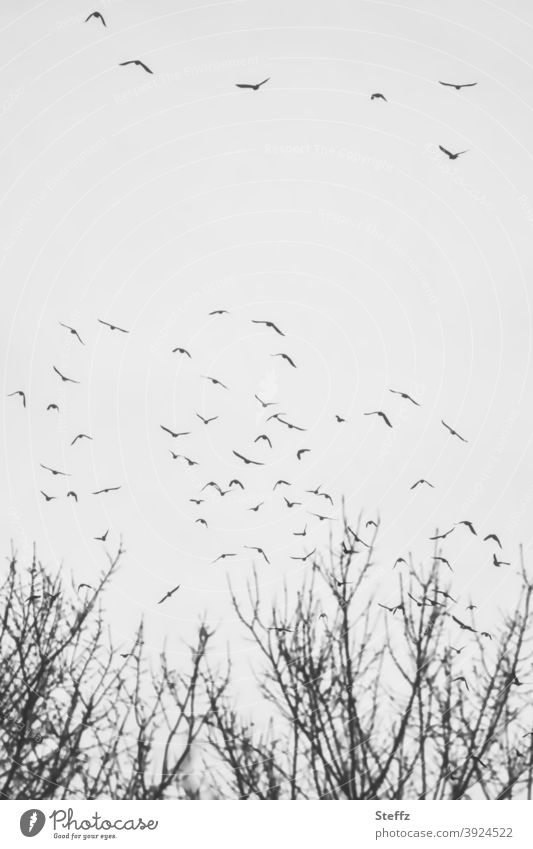 Vogelbeobachtung im Winter Vogelschwarm Vögel Vögel fliegen eintönig grau melancholisch Schwarm Vogelflug zusammen Wintermelancholie Sehnsucht Melancholie