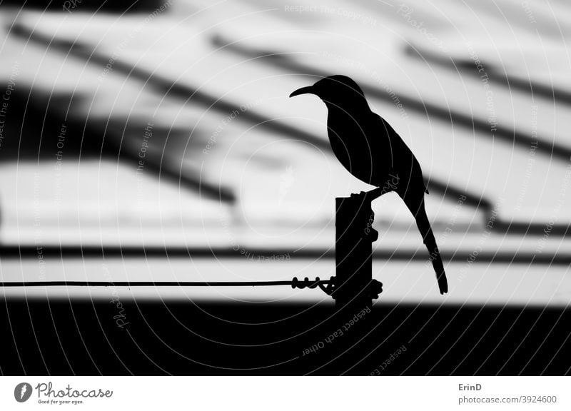 Vogel Close Up Profil Silhouette Schwarz und Weiß auf Pole und Draht schwarz weiß Monochrom monochromatisch Hintergrund Linien Form Tierwelt konzeptionell